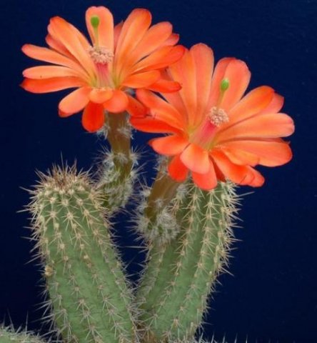 Echinocereus_matthesianus